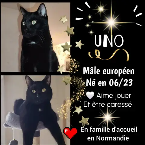 Uno