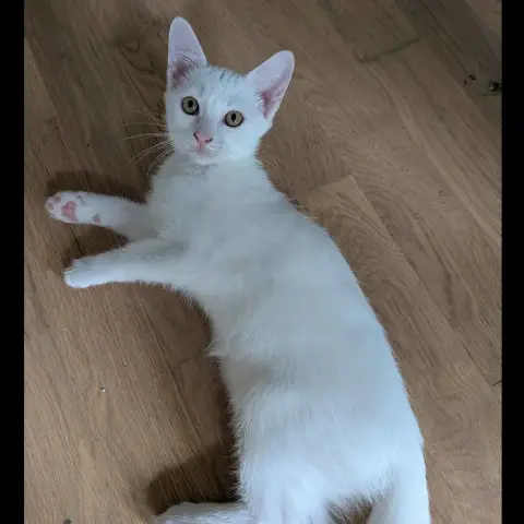Babouchka