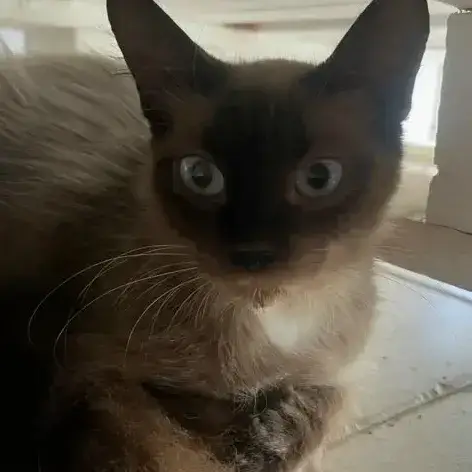 ✨️ Maha ✨️ 🐱 photo 2