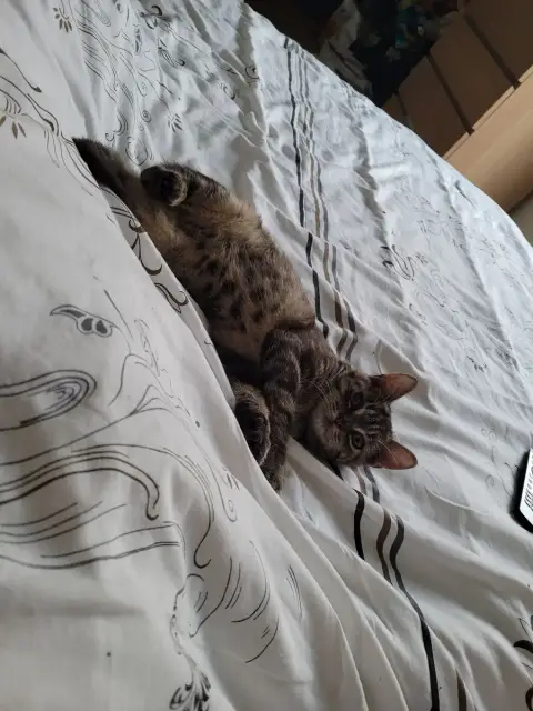 Tigrou photo 3