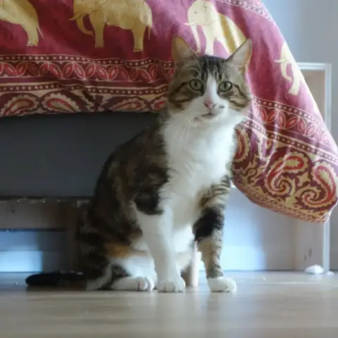 Pantoufle