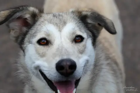Daisy