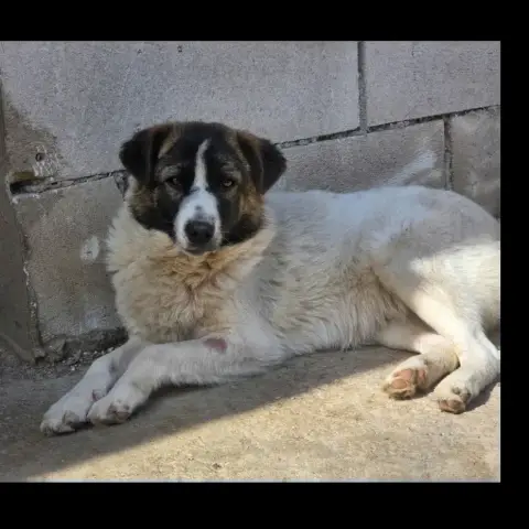 Zuri photo 3