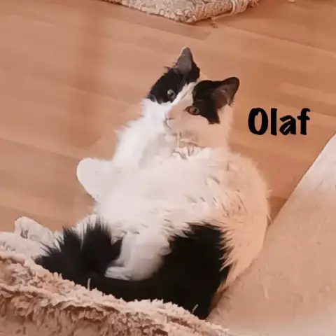 Olaf photo 3