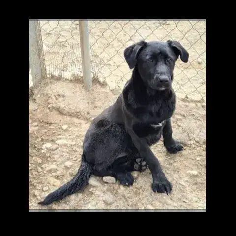 Nala photo 3