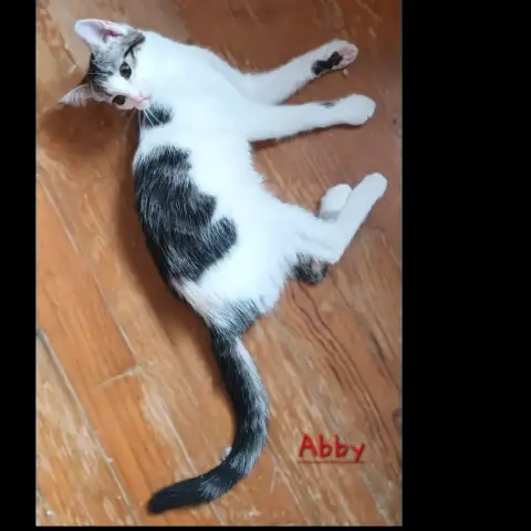 Abby photo 3