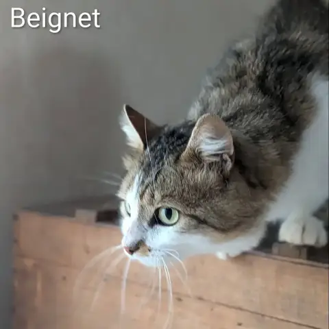 Beignet photo 3