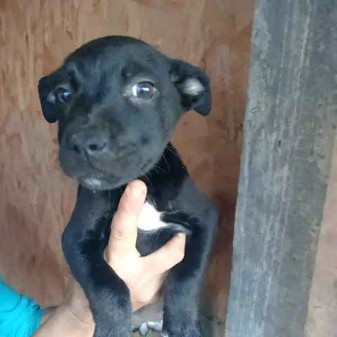 Elsa