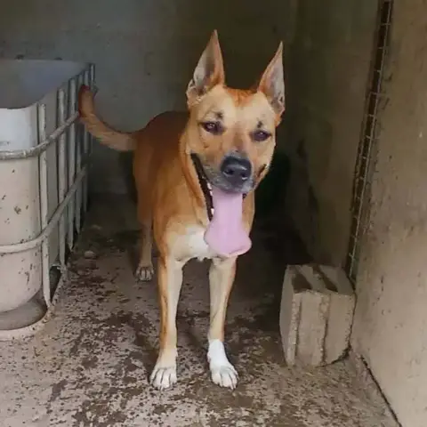 Laika