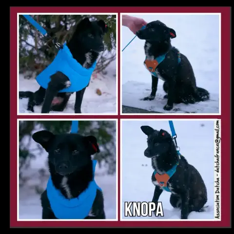 Knopa