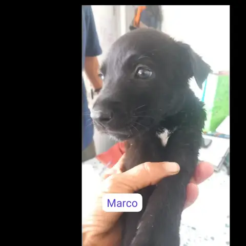 Marco