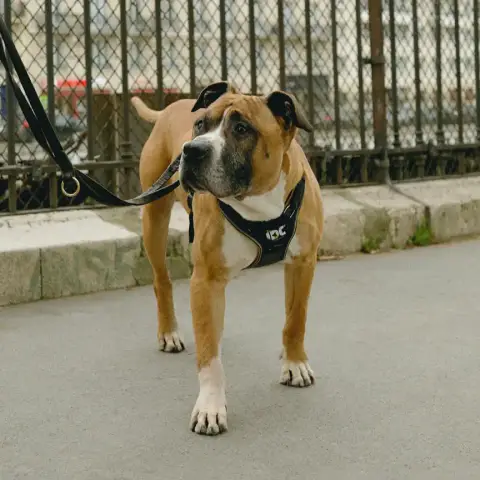 Adopter Rocky