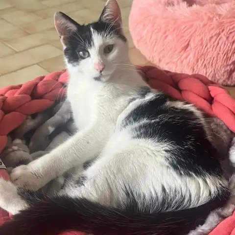 Bonita Alias Bonnie
