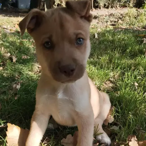 Alpha(Chiot D'Elvira )