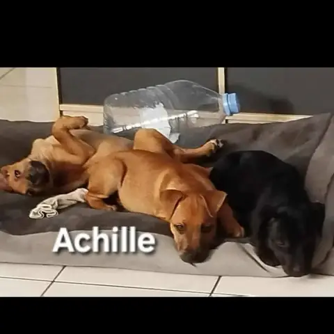 Achille photo 3