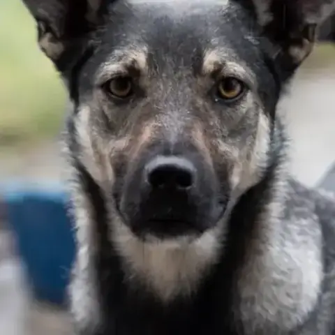 Nando