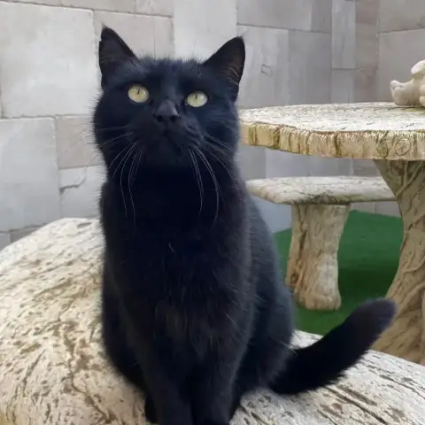 Merlin