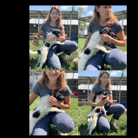 Elisa