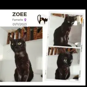 Zoee