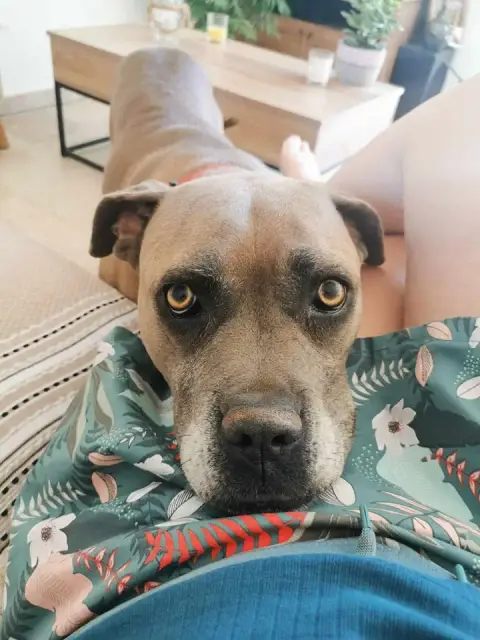 Amé