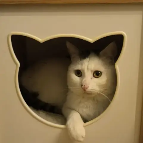 Simba