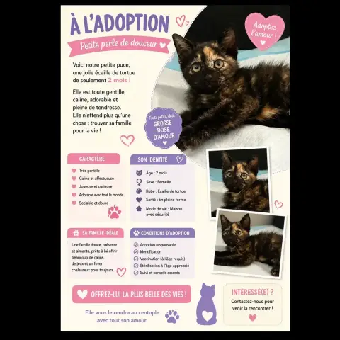Chaton photo 2