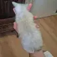 White photo 2