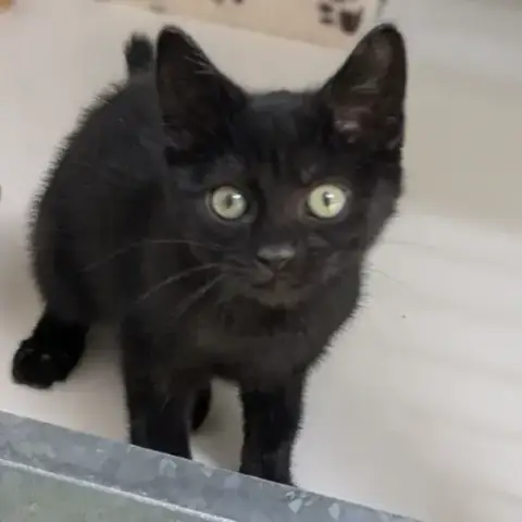 Babou