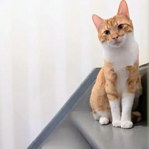 Garfield
