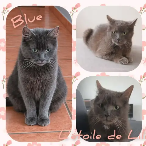 Blue