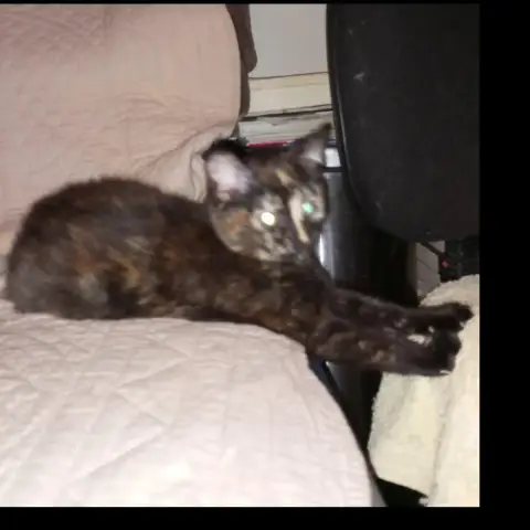 Baya photo 3