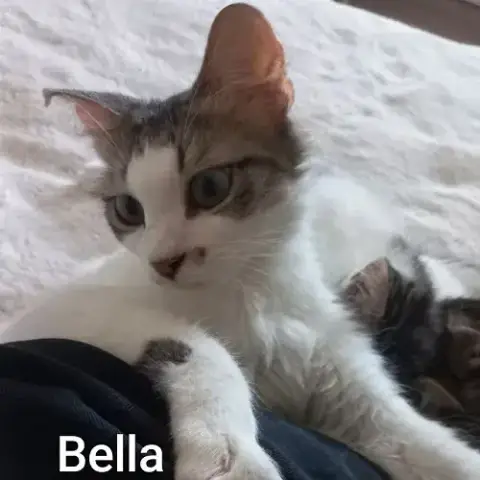 Bella Abandonnée Avec Ses Petits