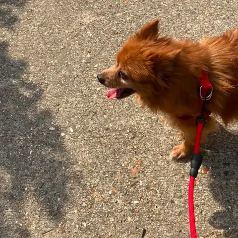 Milo