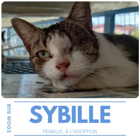 Sybille