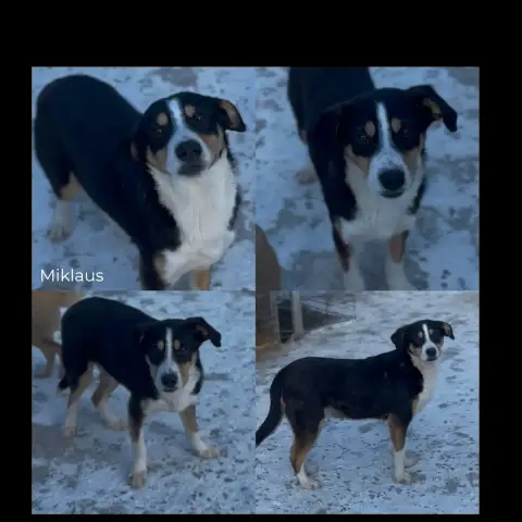 Miklaus