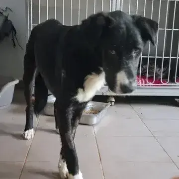 Zorro photo 2