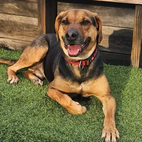 Mako