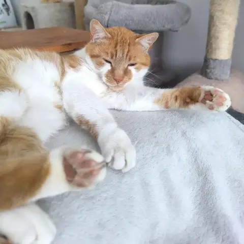 Moucho