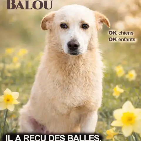 Balou
