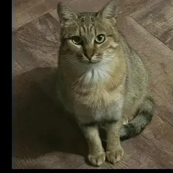 Uzzy