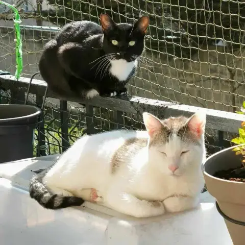 Flocon & Tia