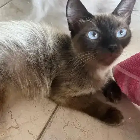 ✨️ Maha ✨️ 🐱