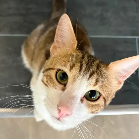 Pistache