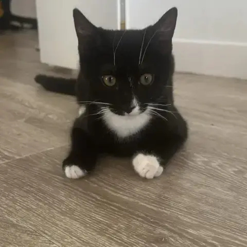 Bambino
