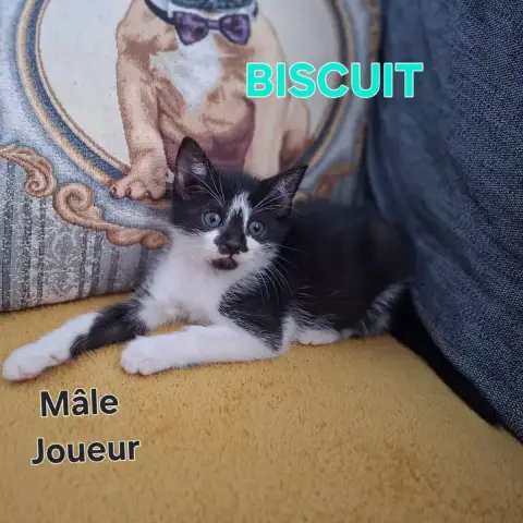 Biscuit