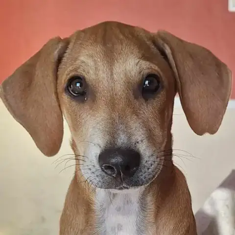 Biscuit