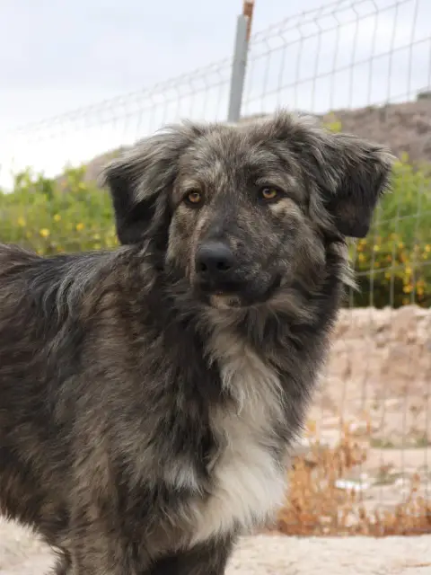 Kilua