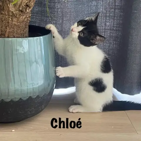 Chloé