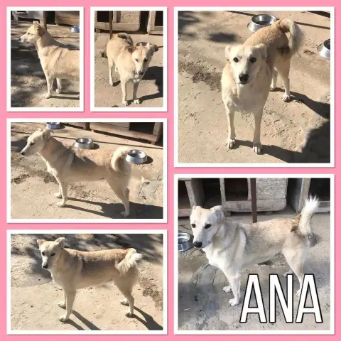 Ana