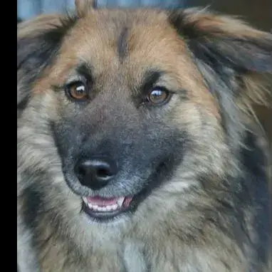 Lulu